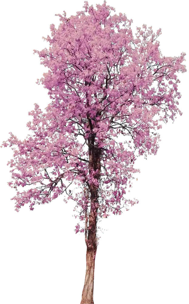 Cherry Blossom Left